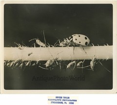 Ladybug with insects vintage close up photo
