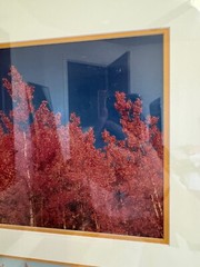 Nicely Framed Set of 2 Photographs of Trees