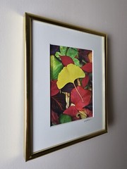 ART – VTG Original Signed Scott Johnson Photograph 10.5×8.5 Framed Gingko Leaves
