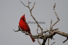 Cardinal Photo, Pick One Image – Various Sizes
