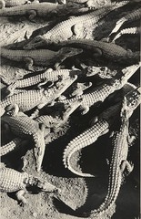 GIAN PAOLO BARBIERI – CROCODILE FARM, MADAGASCAR – SILVER SCREEN PRINT – C. 1990