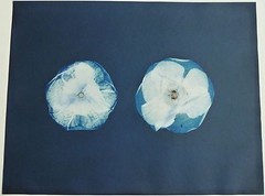 Cyanotype Print of Two Poppies by Scottish Artist, Alexander Hamilton, 1992