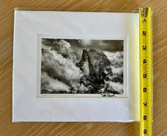 B&W Matted Signed Fine Art Photo Print «Half Dome Hide Away» Yosemite Sewell 5×7