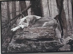 wolf print (tinted photograph)