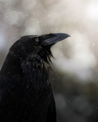 Wild Raven Fine Art Wildlife Photography Print (Unframed)