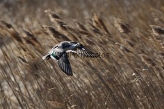 Pintails Photo 1, Pick One Image – Various Sizes