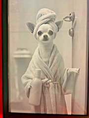 «Ready for my Bath»2D Flat, Chihuahua in Bathrobe Canvas Wall Photo.Frame 9″x13»