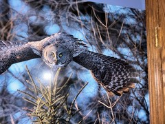 Feiler Owl ! “dive” Nature Photography Sig Beautiful from Vegas gallery art!