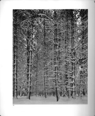 BOOK PLATE B&W Photo ANSEL ADAMS Oak Tree, Show Storm / Pine Forest in Snow