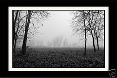 TREE-LINED FIELD ON A FOGGY MORNING 12×18 Photo Print