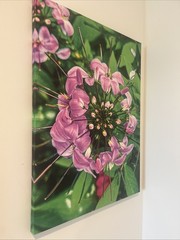 Exclusive Flower Picture By Jasmine Rhodes