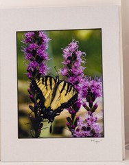 Tiger Swallowtail Butterfly on Liatris Bloom 8×10 Photo in 11×14 Mat