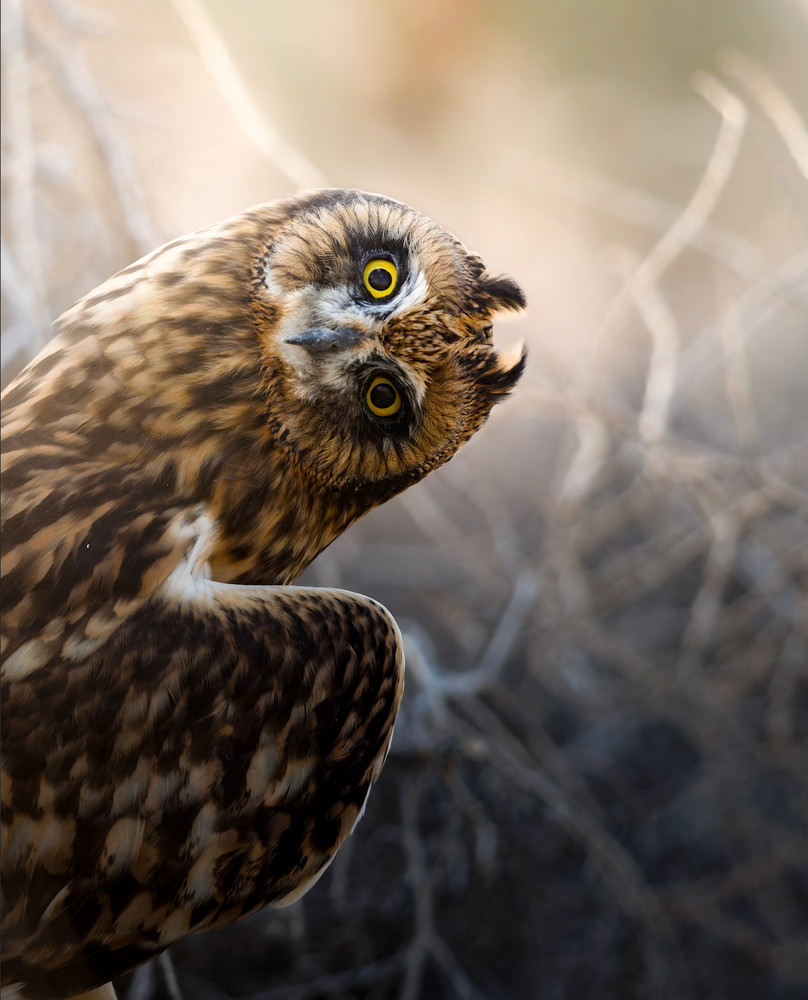 Juvenile Short Eared Owl Fine Art Print
