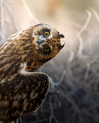 Juvenile Short Eared Owl Fine Art Print