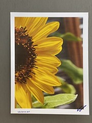 Sunflower- photograph 8.5×11