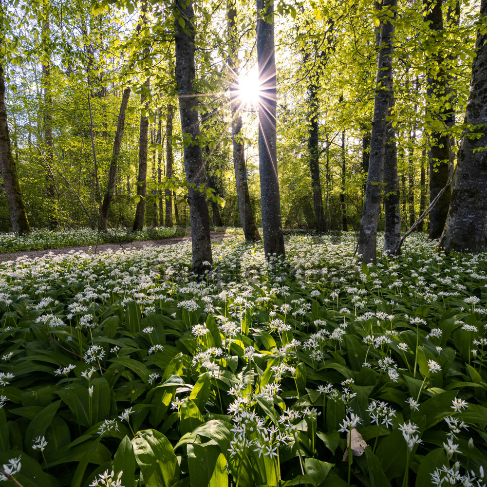 Digital Image Picture Photo Wallpaper nature with trees flowers and sun A-272