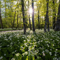 Digital Image Picture Photo Wallpaper nature with trees flowers and sun A-272