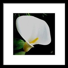 Calla Lily Spectacular 12″ x 12″ Fine Art Floral Print