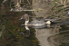 Pintails Photo 1, Pick One Image – Various Sizes