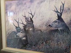 Custom framed photograph of 3 deer, Bucks, Laying In A Field