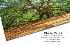Nature Photography Print | Angel Oak Tree Picture | South Carolina Wall Art