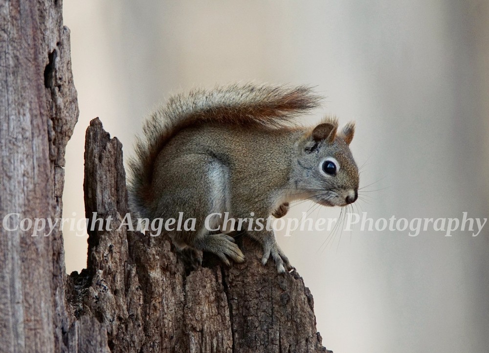 Original ACEO photo fine art print 2.5 x 3.5 inch AMERICAN RED SQUIRREL IN TREE