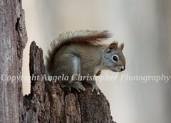 Original ACEO photo fine art print 2.5 x 3.5 inch AMERICAN RED SQUIRREL IN TREE