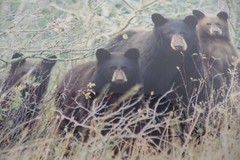 Gerry Lamarre Mothers Pride Brown Bear Family Wildlife Photograph Print Framed