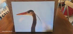 11x14in Canvas Print For Sale