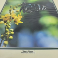 PHOTOGRAPHY Art Prints Lot 3 Vintage Butterfly Flowers Nature Photos – HW021