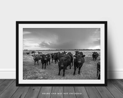 Country Photography Print – Black and White Picture of Angus Cows in Kansas