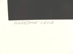 Original 2016 Charles Fendrock Horseshoe Crab Photograph