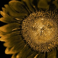 CHUCK CLOSE ‘Sunflower’, 2006/2011 SIGNED Photograph 24 x 18 in. #32/60 **NEW**