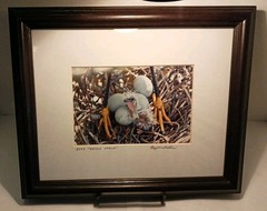 Framed Signed Photo 8773 «Hello World» by Ray Mosteller 11.5″x9.5″ Bird Nest Egg