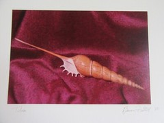 1980 Bruce «Futlet?» Tibia Shell Art Photograph Matted 18 x 14″