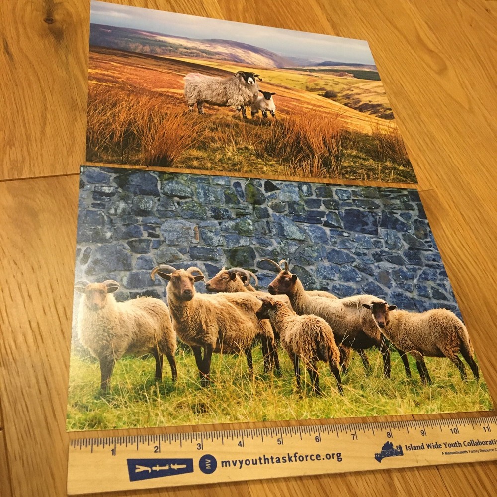 Two photographic prints of Scotland landscape and sheep 8 x 11”