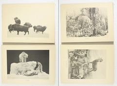 1927 Carl Akeley Photo Set Field Museum Natural History IL Taxidermy & Sculpture