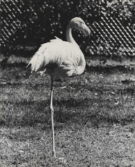 Old Photo Black & White Flamingo One Leg 8×10 Mid-Century Modern VTG NEW MCM Art