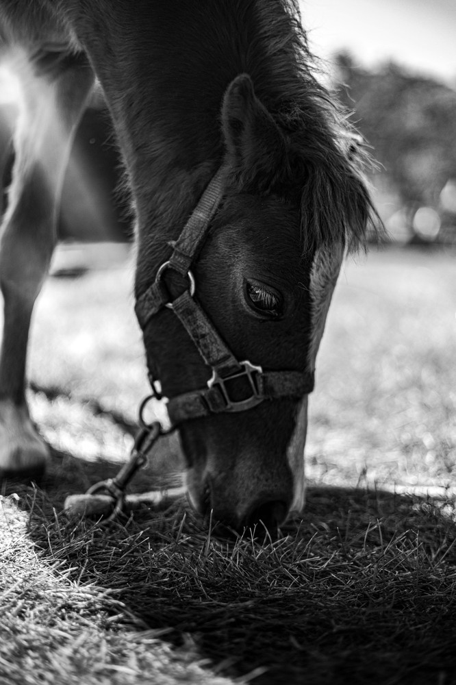 8×10 Black And White Horse Photo Print