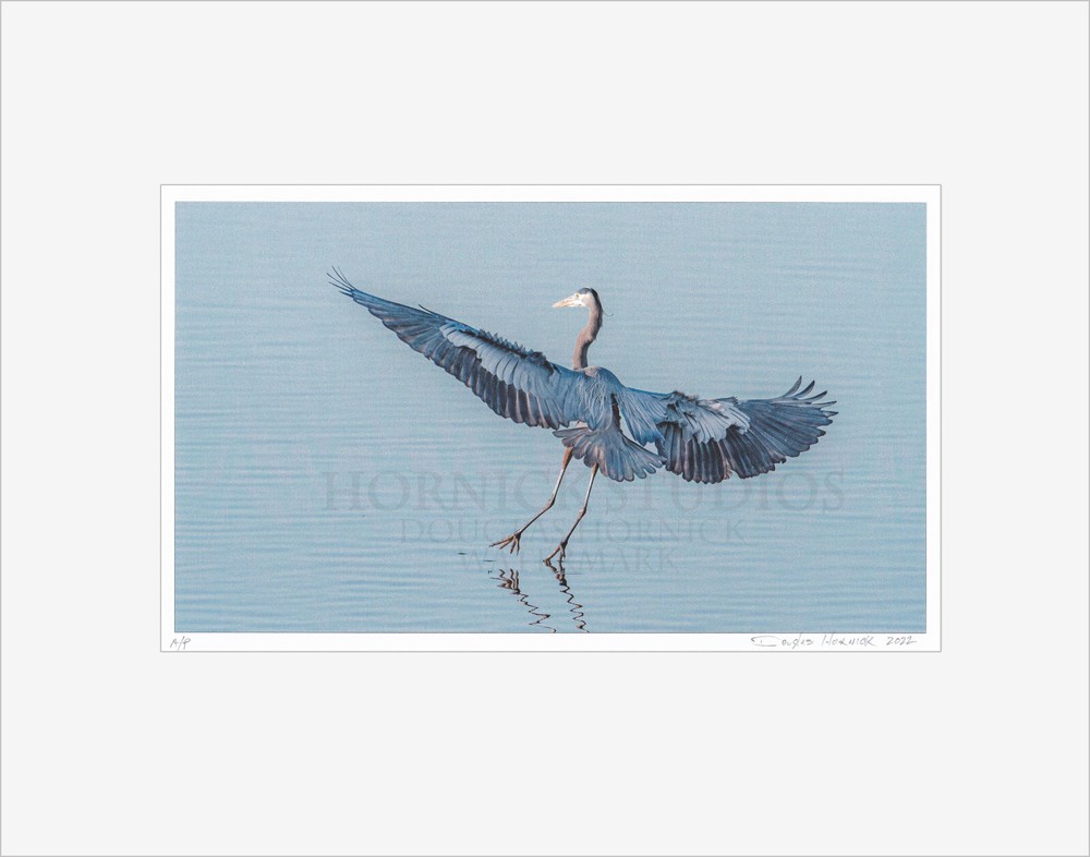 Great Blue Heron Landing – Matted for 11×14 Signed Proof Fine Art Photography