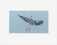 Great Blue Heron Landing – Matted for 11×14 Signed Proof Fine Art Photography
