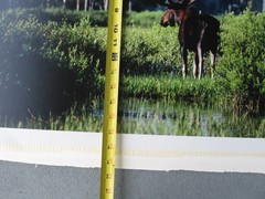 2003 limited Photograph Yellowstone Bull Moose, David Whitten # 2 of 250, 26×19″