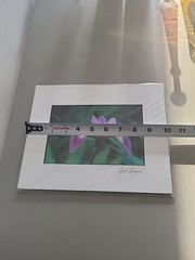 Photography Print By John T Slonina Matted 8×10 Close Up Of An Iris Flower