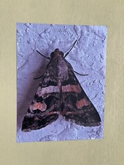 Insect wall Art photograph- Moth 8.5×11