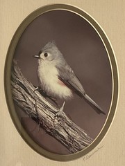 Rick Denomme Bird Photography Set of 4 Framed Cardinal Chickadee Titmouse Signed