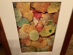 David Whitten Aspen Leaves, Utah 145/250 Signed & Framed