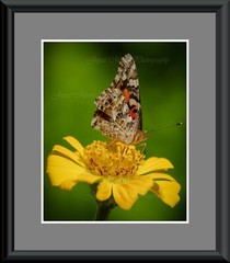 Butterfly Flower Photograph w Canvas Texture on Styrene Board Print Art 8×10