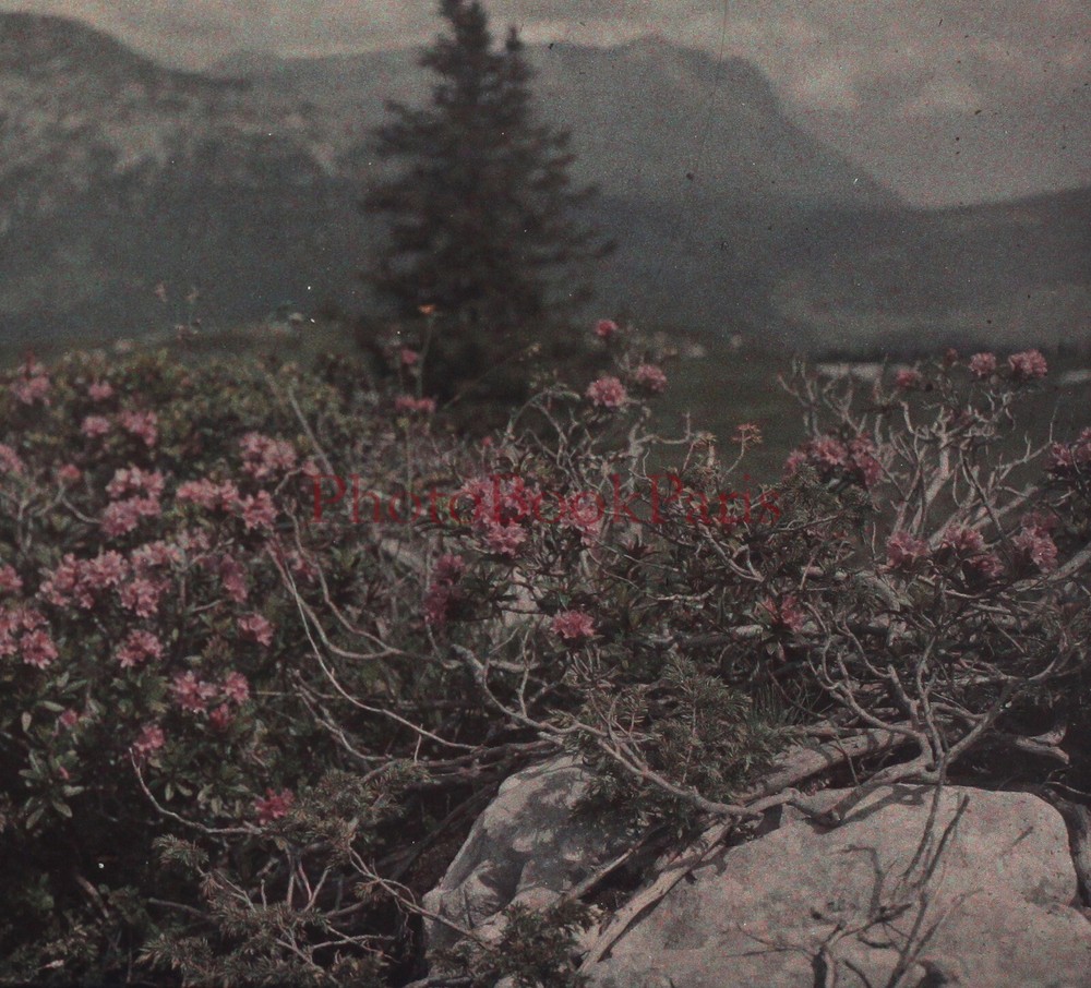 FRANCE Landscape Flowers C1910 Photo Autochrome Stereo Plate Vintage P29n