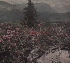 FRANCE Landscape Flowers C1910 Photo Autochrome Stereo Plate Vintage P29n