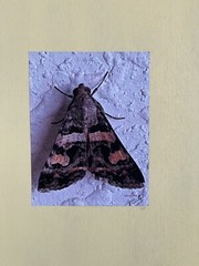 Insect wall Art photograph- Moth 8.5×11